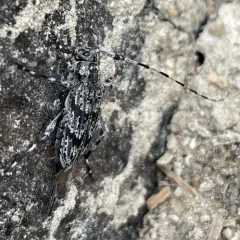 Ponderosa Pine Bark Borer thumbnail 4