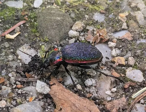 Carabus vietinghoffii