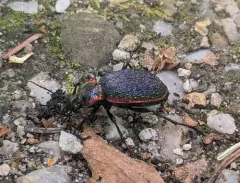 Carabus vietinghoffii thumbnail 1