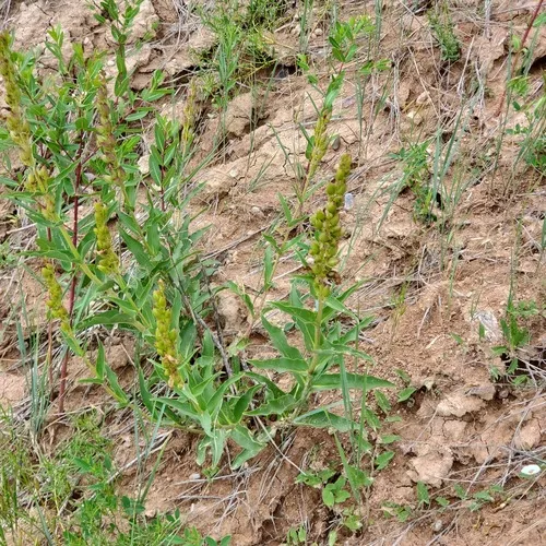 Sawsepal Beardtongue