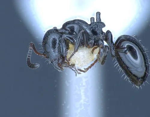 Bog Odorous Ant