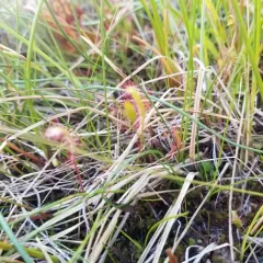 Great Sundew thumbnail 3