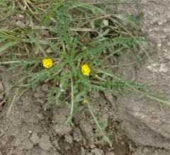 Short-flower Suncup thumbnail 2