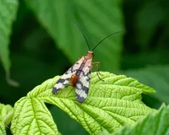 Panorpa mirabilis thumbnail 2