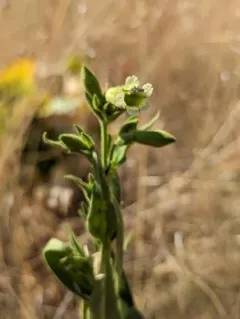 Spalding's Campion thumbnail 1