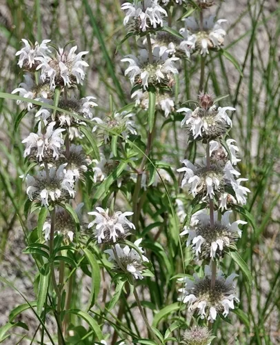 Plains Beebalm