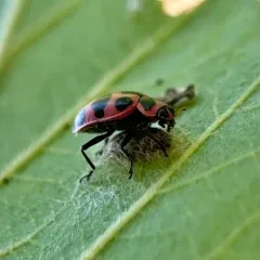 Ladybird Parasitoid Wasp thumbnail 2