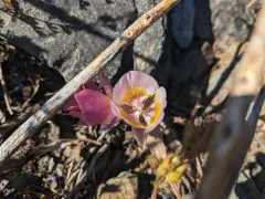 siskiyou mariposa lily thumbnail 1