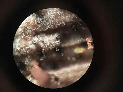 Botryobasidium candicans