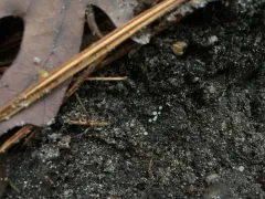 Hymenoscyphus caudatus thumbnail 3