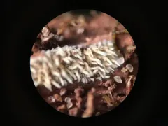 Spathulate Webcrust thumbnail 1