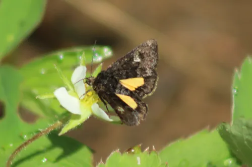 Small Dark Yellow Underwing