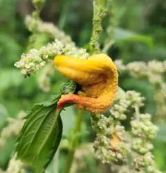 Nettle Clustercup Rust fungus thumbnail 3