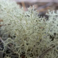 Reindeer Lichen thumbnail 3