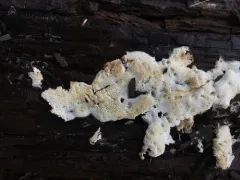 Ceriporia reticulata thumbnail 2