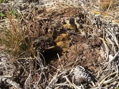 Scleroderma meridionale thumbnail 3