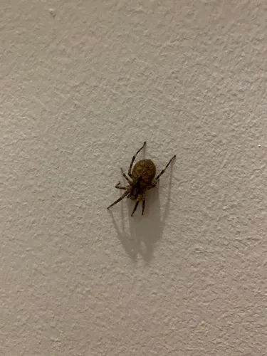 Mediterranean Spiny False Wolf Spider