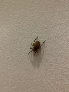 Mediterranean Spiny False Wolf Spider thumbnail 1