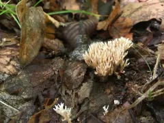 Lentaria dendroidea thumbnail 2