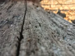 Xylaria finismundoensis thumbnail 1