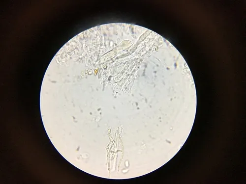 Hyphoderma tenue
