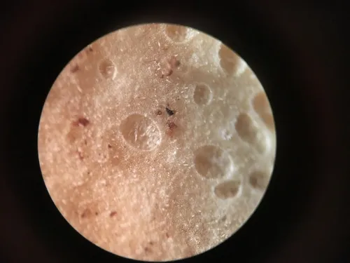 Phlebiopsis gigantea