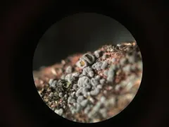 Proliferodiscus earoleucus thumbnail 1