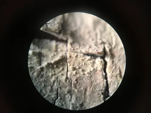 Lyomyces juniperi