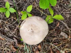 Lactarius montanus thumbnail 3