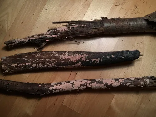 Corticium canfieldii