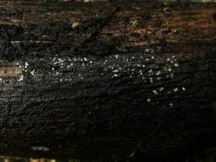 Dasyscyphella nivea thumbnail 4