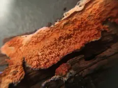 Leucogyrophana mollusca thumbnail 4
