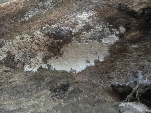 Granulobasidium vellereum
