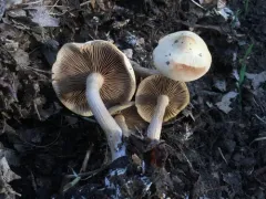 Agrocybe flexuosipes thumbnail 2