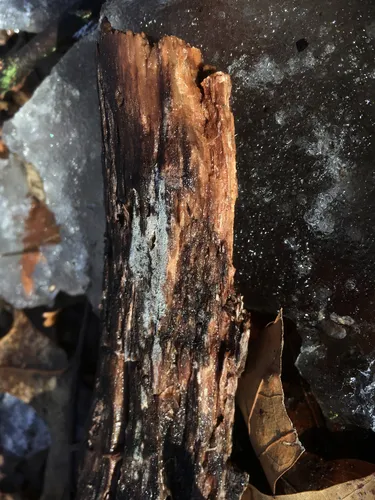 Trechispora confinis