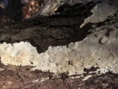 Perenniporia subcorticola thumbnail 2