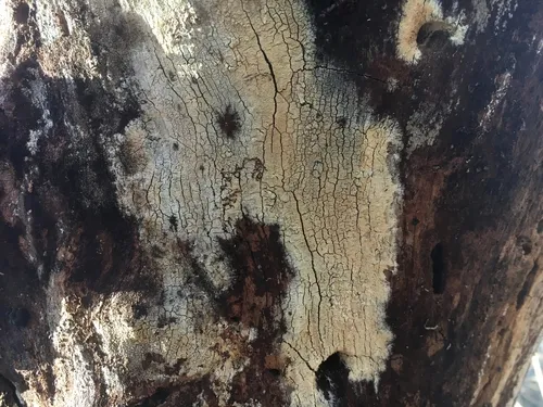 Trechispora farinacea