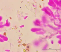 Sertulicium granuliferum thumbnail 1