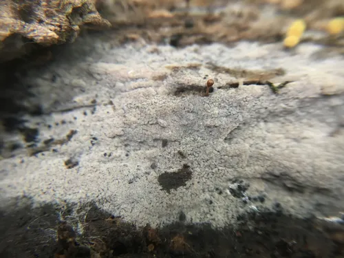 Botryobasidium isabellinum