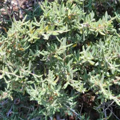 Curlleaf Mountain Mahogany thumbnail 3