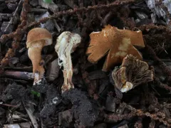 Mallocybe unicolor thumbnail 2