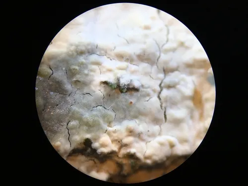 Beaded Webcrust
