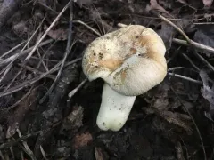 Russula pulverulenta thumbnail 1