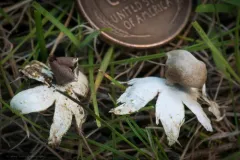 Tiny Earthstar thumbnail 4