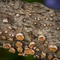 Aleurodiscus grantii thumbnail 4