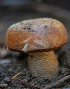 Leccinum ponderosum thumbnail 4