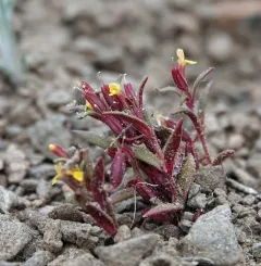 miniature monkeyflower thumbnail 3