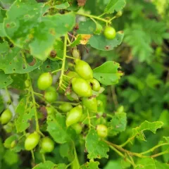 Chokecherry Midge thumbnail 2