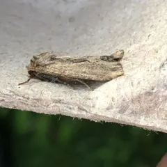 Reed Canary Grass Borer Moth thumbnail 4