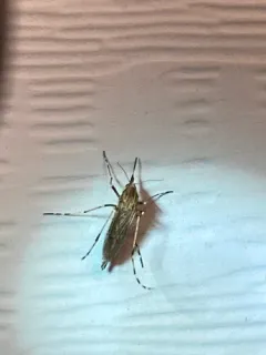 Aedes nigromaculis thumbnail 2